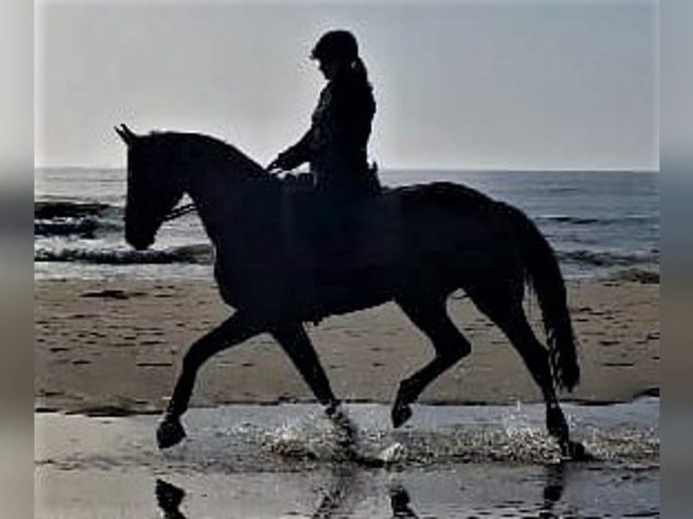 Koń hanowerski Klacz 12 lat 170 cm Gniada in Korbach