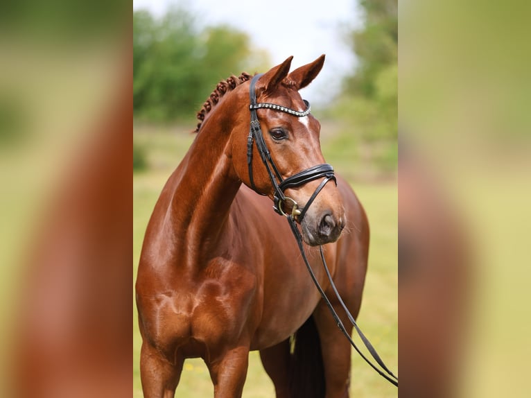 Koń hanowerski Klacz 12 lat 170 cm Kasztanowata in Sassenberg