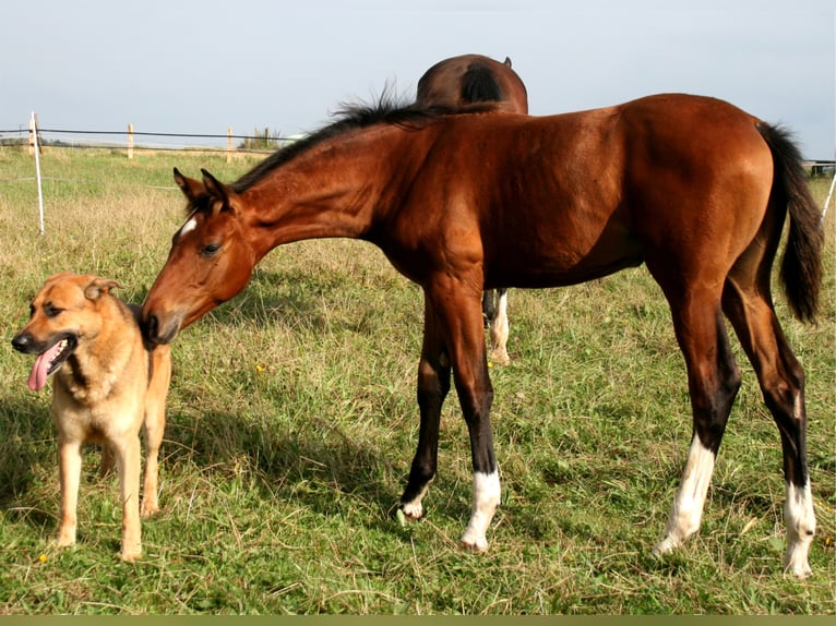 Koń hanowerski Klacz 12 lat 170 cm in Korbach