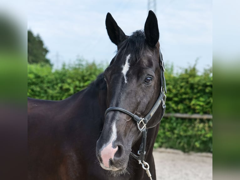 Koń hanowerski Klacz 12 lat 170 cm  in Neustadt (Wied)