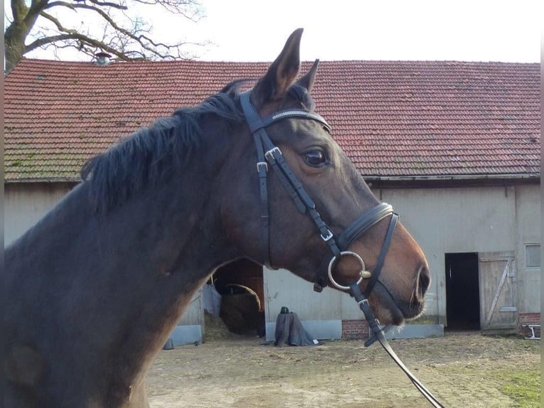 Koń hanowerski Klacz 12 lat 170 cm Skarogniada in Bassum