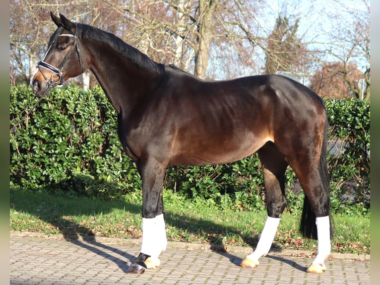 Koń hanowerski Klacz 12 lat 171 cm Ciemnogniada in Selsingen