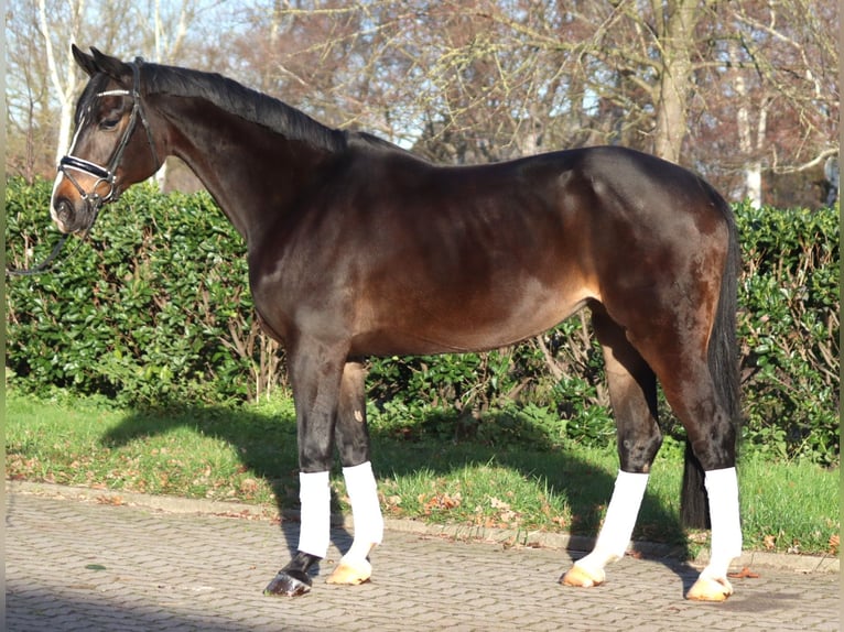 Koń hanowerski Klacz 12 lat 171 cm Ciemnogniada in Selsingen