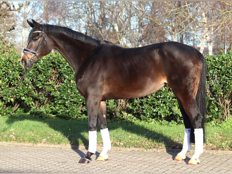 Koń hanowerski Klacz 12 lat 171 cm Ciemnogniada in Selsingen