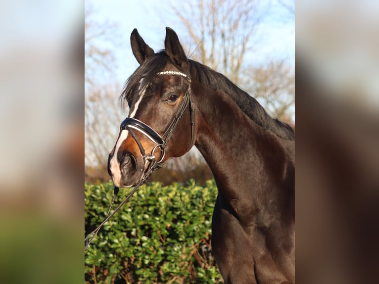 Koń hanowerski Klacz 12 lat 171 cm Ciemnogniada in Selsingen