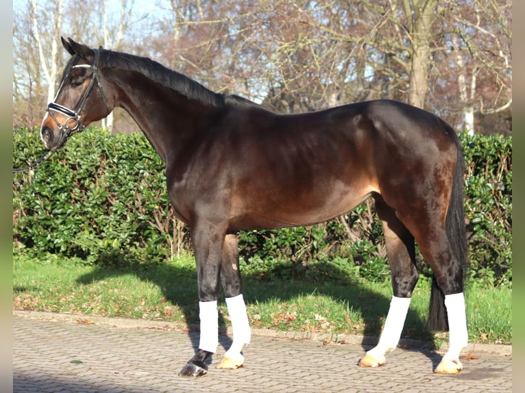 Koń hanowerski Klacz 12 lat 171 cm Ciemnogniada in Selsingen