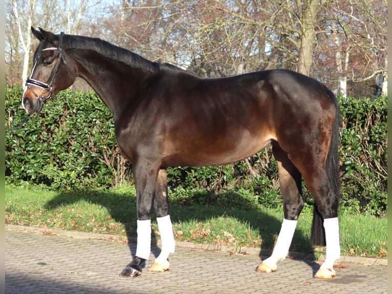 Koń hanowerski Klacz 12 lat 171 cm Ciemnogniada in Selsingen