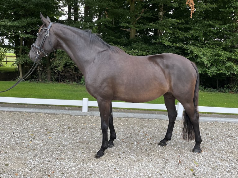Koń hanowerski Klacz 12 lat 172 cm Kara in Laer