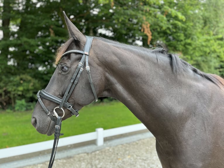 Koń hanowerski Klacz 12 lat 172 cm Kara in Laer