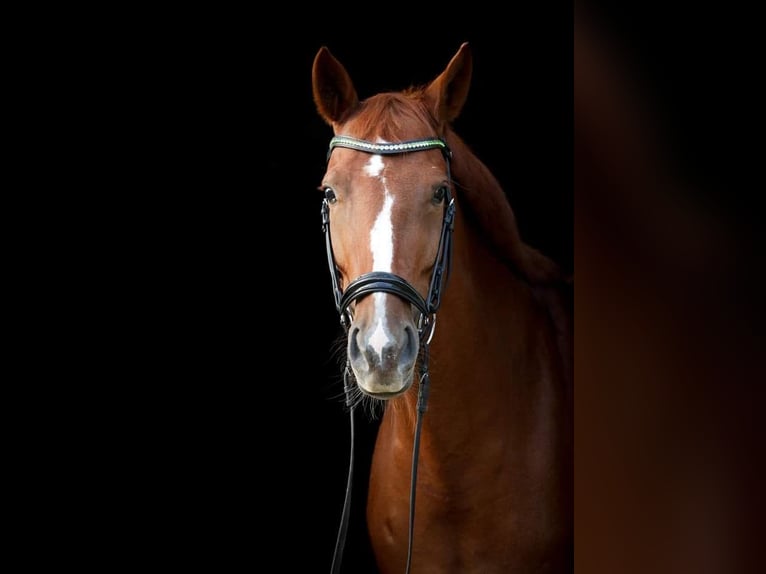 Koń hanowerski Klacz 12 lat 172 cm Kasztanowata in Siegen