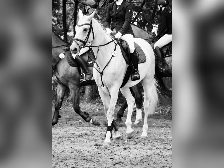 Koń hanowerski Klacz 12 lat 172 cm Siwa in Soltau