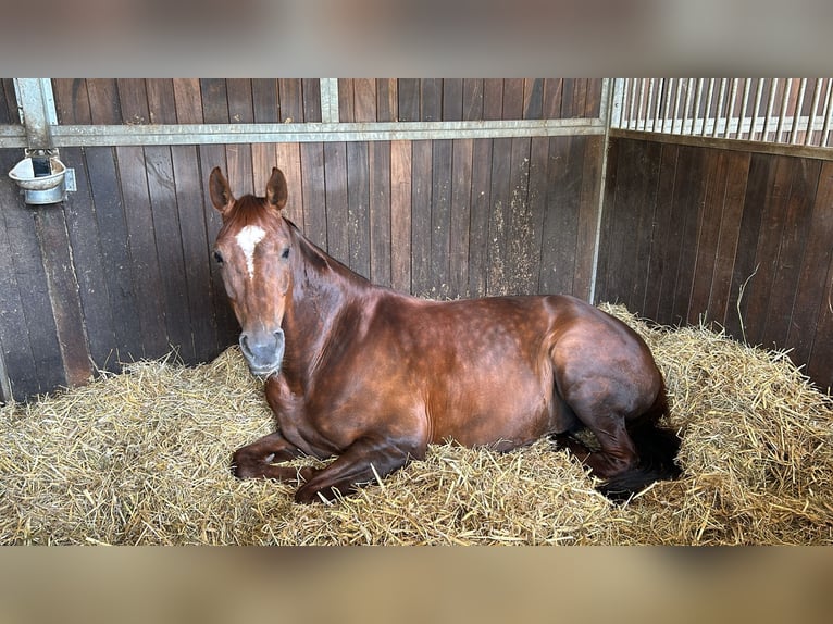 Koń hanowerski Klacz 12 lat 173 cm Kasztanowata in Hanstedt