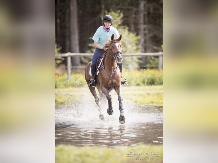 Koń hanowerski Klacz 12 lat 173 cm Kasztanowata in Hanstedt