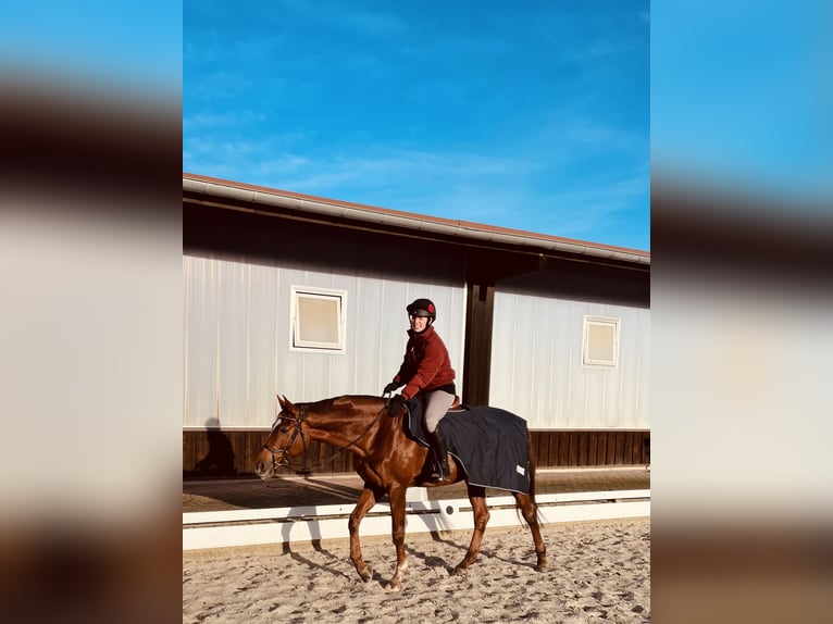 Koń hanowerski Klacz 12 lat 173 cm Kasztanowata in Hanstedt