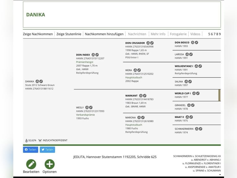 Koń hanowerski Klacz 12 lat 174 cm Kara in Belgern