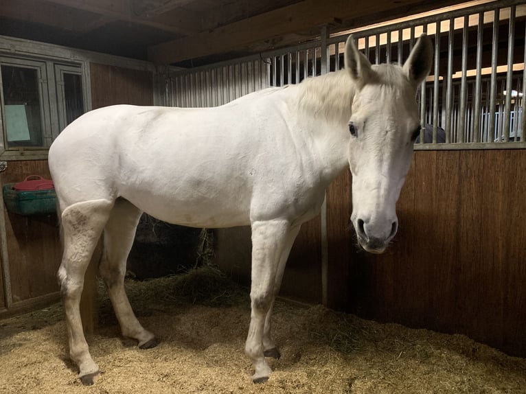 Koń hanowerski Klacz 12 lat 174 cm Siwa in Spreitenbach