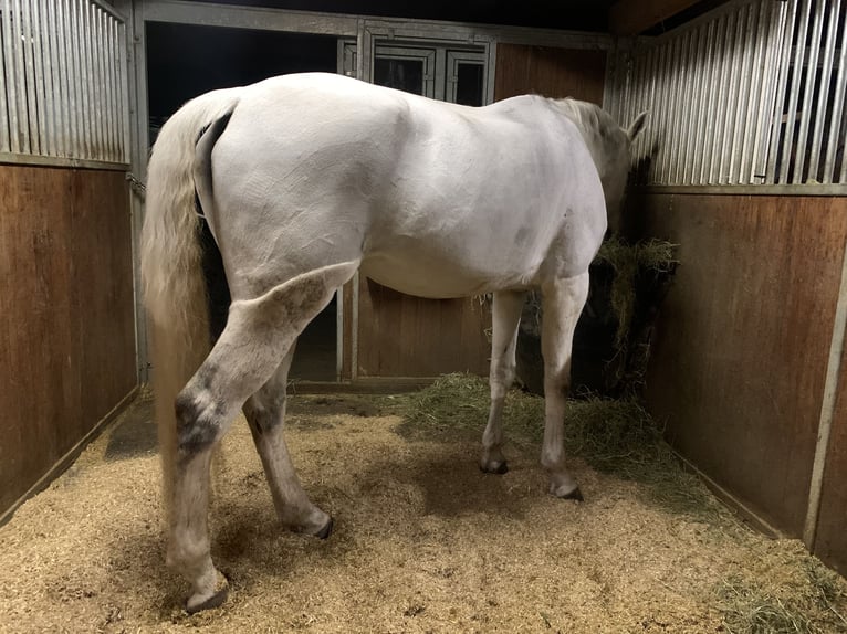 Koń hanowerski Klacz 12 lat 174 cm Siwa in Spreitenbach