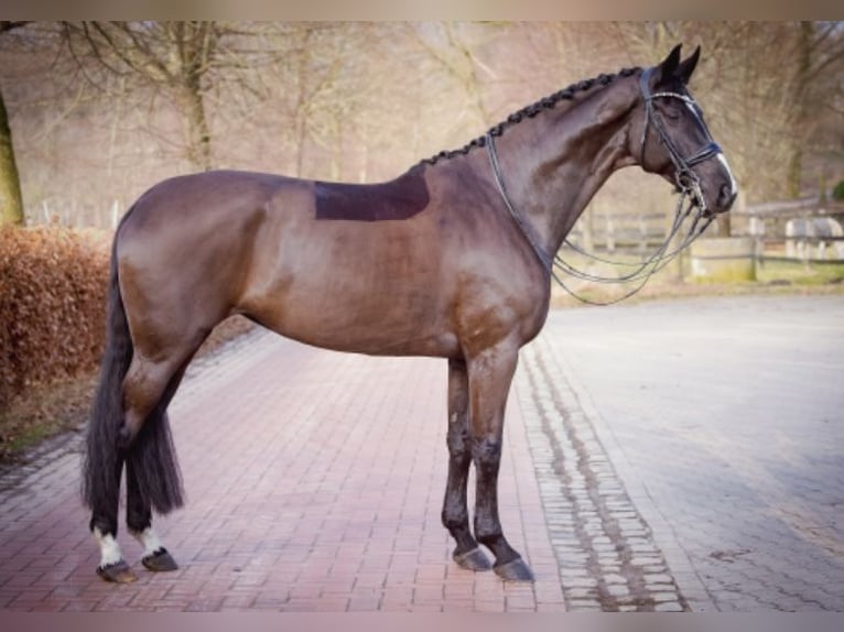 Koń hanowerski Klacz 12 lat 175 cm Kara in Hövelhof