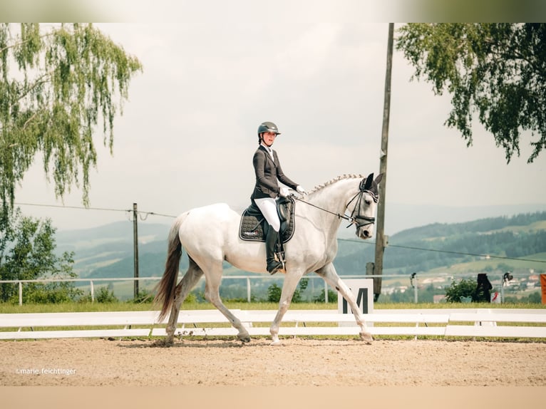 Koń hanowerski Klacz 12 lat 175 cm Siwa in Altenfelden