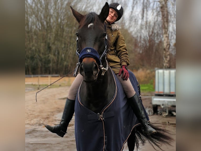 Koń hanowerski Klacz 12 lat 178 cm Ciemnogniada in Potsdam
