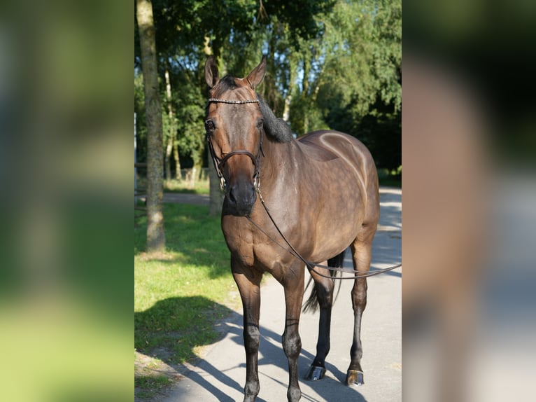 Koń hanowerski Klacz 12 lat in Drentwede
