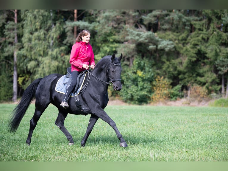 Koń hanowerski Klacz 13 lat 160 cm Kara in Tr&#xF6;stau