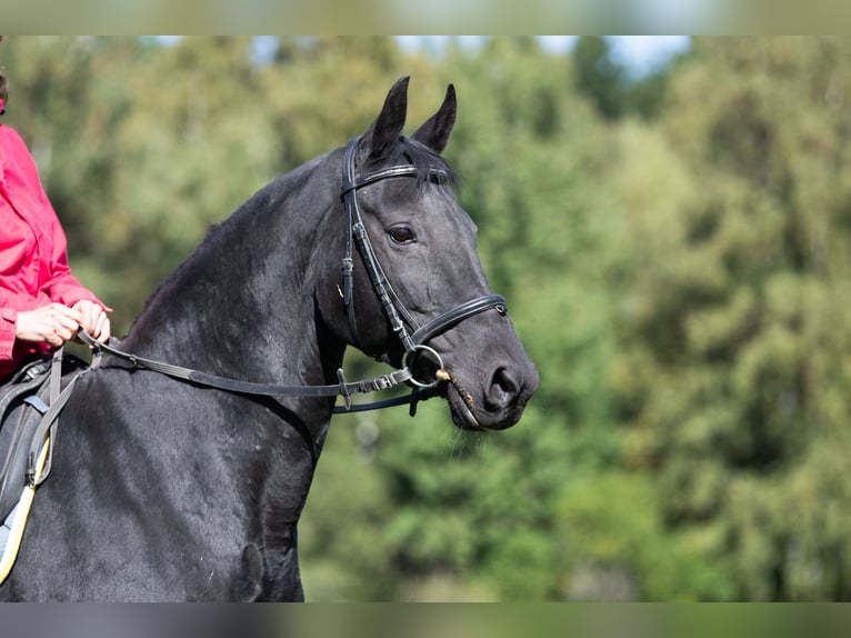 Koń hanowerski Klacz 13 lat 160 cm Kara in Tr&#xF6;stau