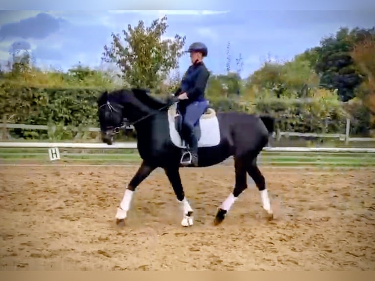 Koń hanowerski Klacz 13 lat 162 cm Ciemnogniada in Aachen