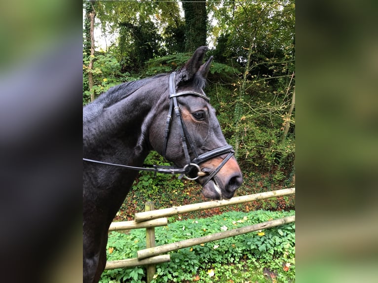 Koń hanowerski Klacz 13 lat 162 cm Ciemnogniada in Aachen