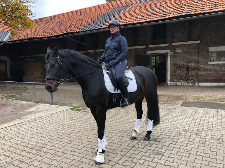 Koń hanowerski Klacz 13 lat 162 cm Ciemnogniada in Aachen