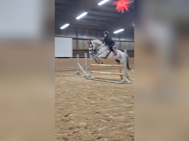 Koń hanowerski Klacz 13 lat 163 cm Siwa in Grimma