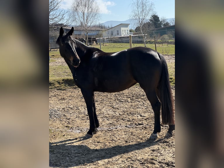 Koń hanowerski Klacz 13 lat 164 cm Ciemnogniada in Baden-Baden