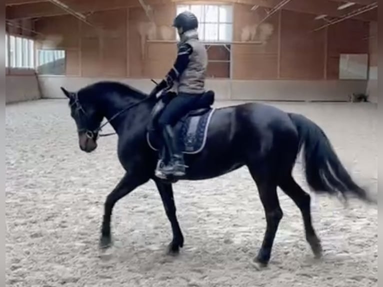 Koń hanowerski Klacz 13 lat 164 cm Ciemnogniada in Baden-Baden
