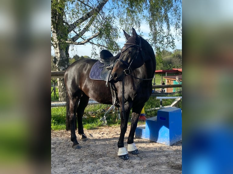 Koń hanowerski Klacz 13 lat 164 cm Ciemnogniada in Baden-Baden