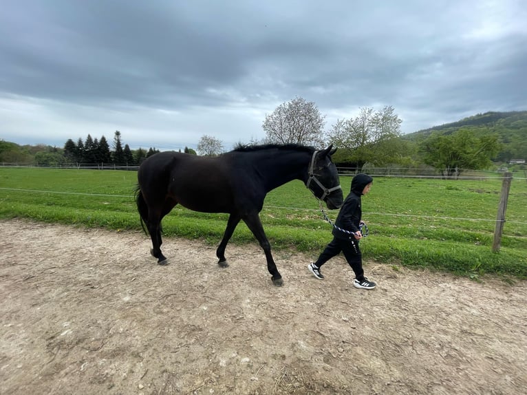 Koń hanowerski Klacz 13 lat 164 cm Ciemnogniada in Baden-Baden