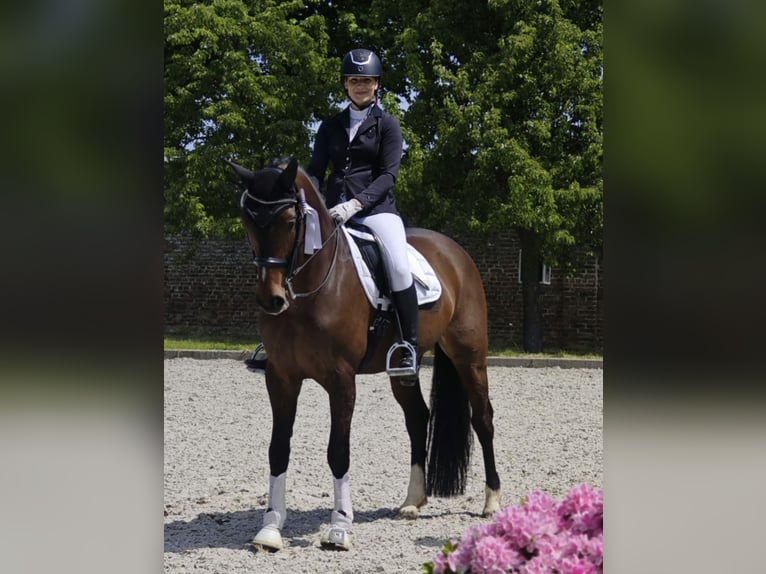 Koń hanowerski Klacz 13 lat 164 cm Ciemnogniada in Waldfeucht