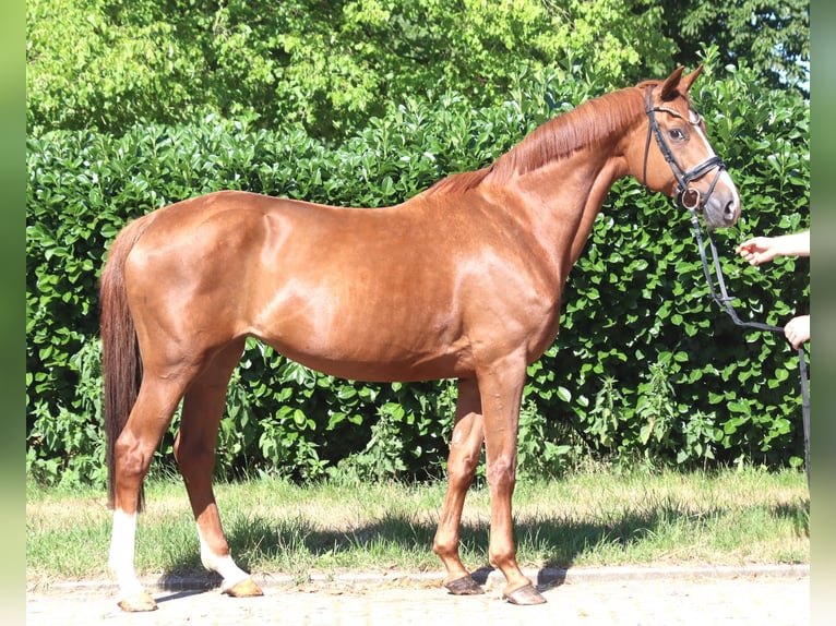 Koń hanowerski Klacz 13 lat 165 cm Kasztanowata in Selsingen