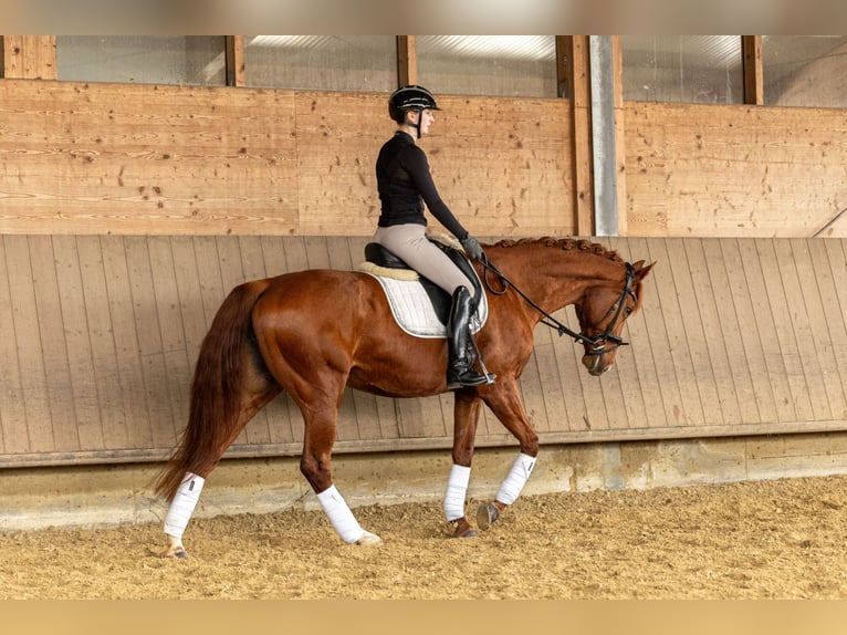 Koń hanowerski Klacz 13 lat 165 cm Kasztanowata in Oer-Erkenschwick