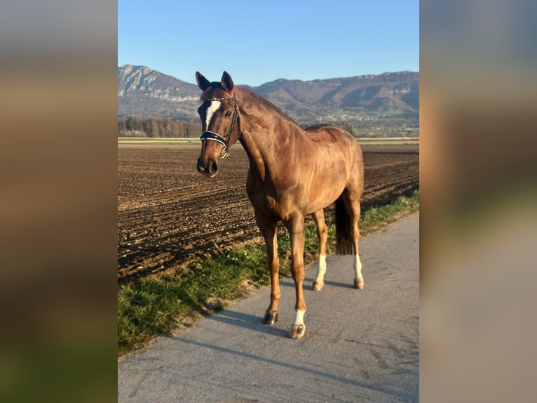 Koń hanowerski Klacz 13 lat 166 cm Ciemnokasztanowata in Deitingen