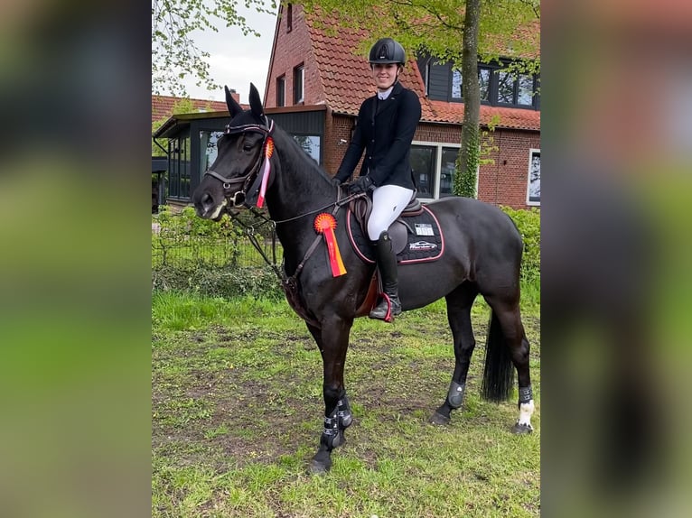 Koń hanowerski Klacz 13 lat 167 cm Kara in Varel