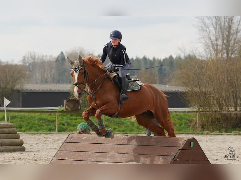 Koń hanowerski Klacz 13 lat 168 cm Cisawa in Oberostendorf