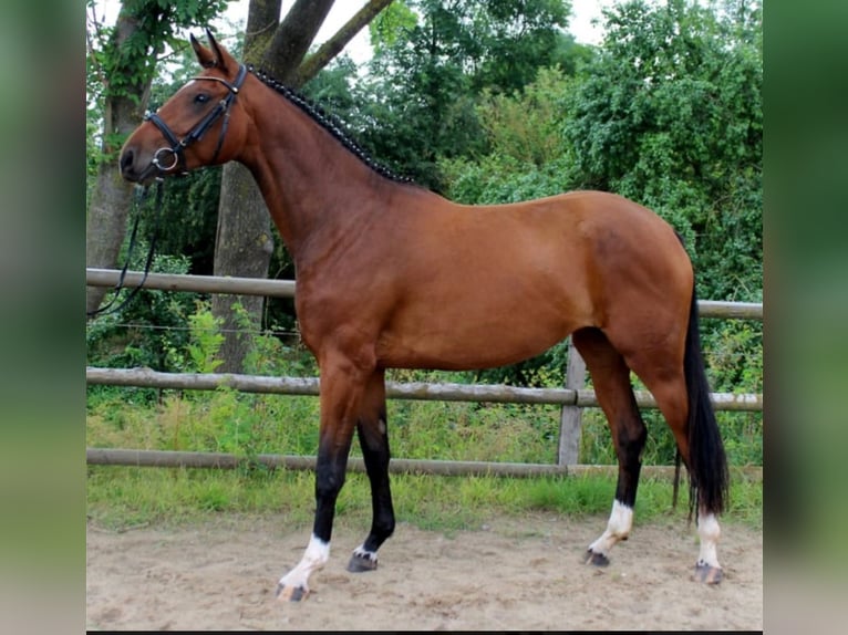 Koń hanowerski Klacz 13 lat 168 cm Gniada in Velbert