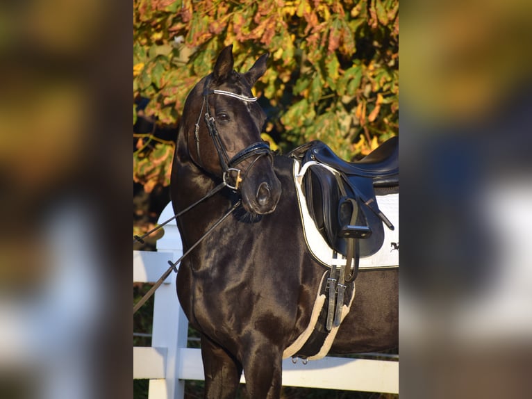 Koń hanowerski Klacz 13 lat 168 cm Kara in D&#xE4;tgen