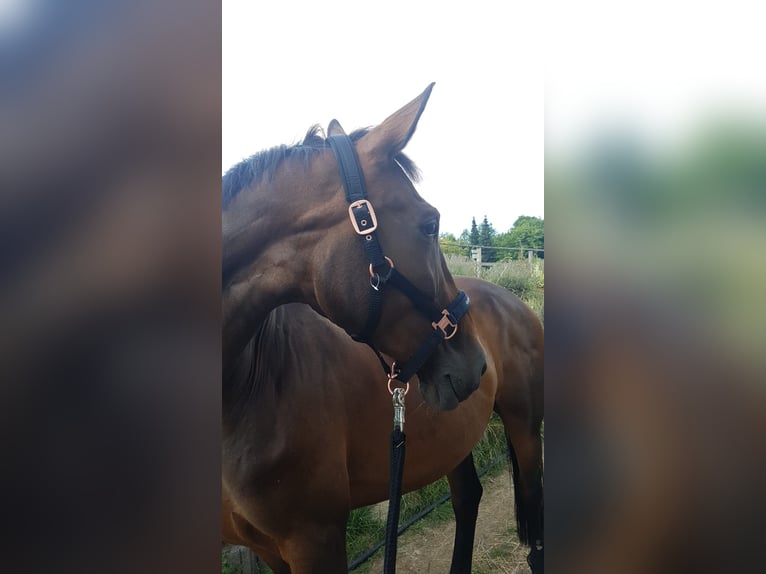 Koń hanowerski Klacz 13 lat 169 cm Gniada in Taunusstein