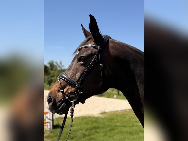 Koń hanowerski Klacz 13 lat 170 cm Ciemnogniada in Bissendorf