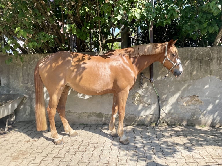 Koń hanowerski Klacz 13 lat 170 cm Kasztanowata in Heidenheim an der Brenz