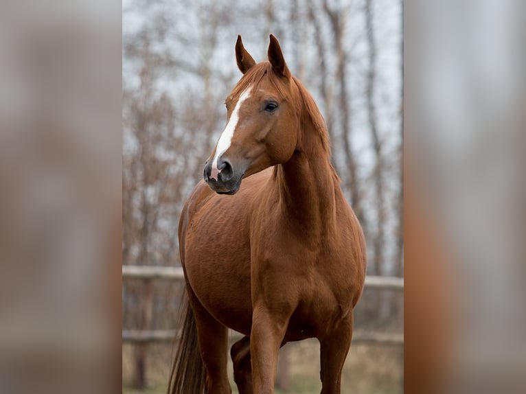 Koń hanowerski Klacz 13 lat 170 cm Kasztanowata in Lilienthal