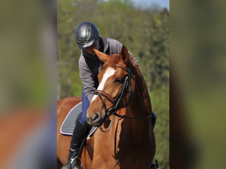 Koń hanowerski Klacz 13 lat 171 cm Kasztanowata in Hünstetten