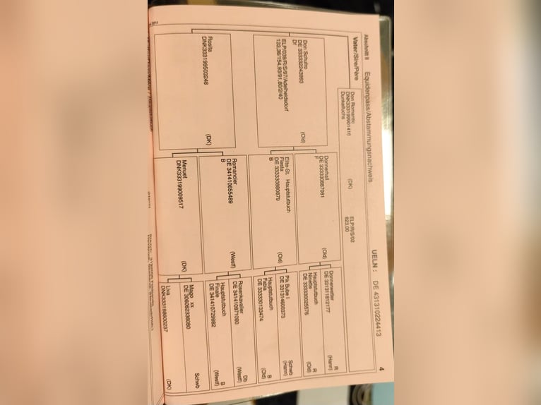 Koń hanowerski Klacz 13 lat 172 cm Ciemnogniada in Erwitte