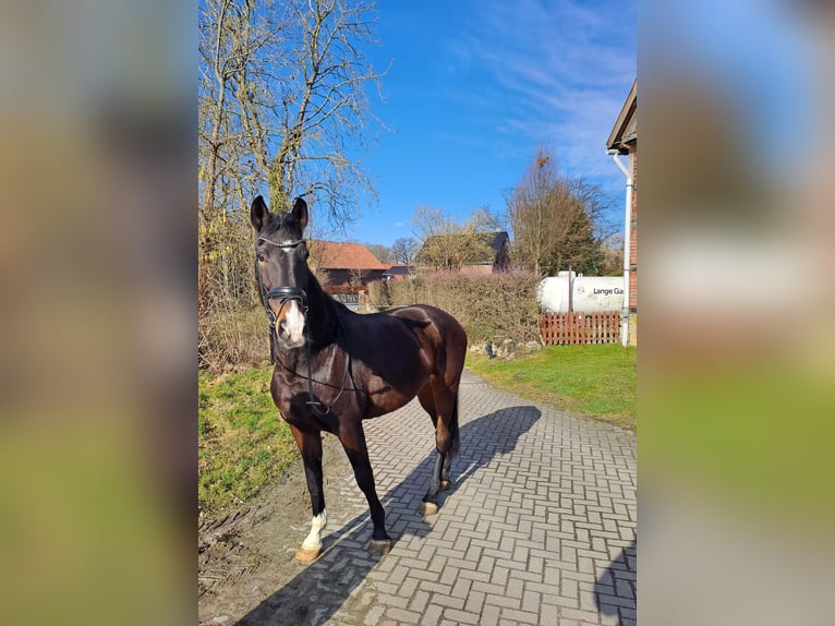 Koń hanowerski Klacz 13 lat 172 cm Ciemnogniada in Erwitte